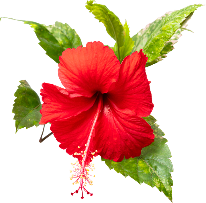 Red Hibiscus Flower with Leaves 