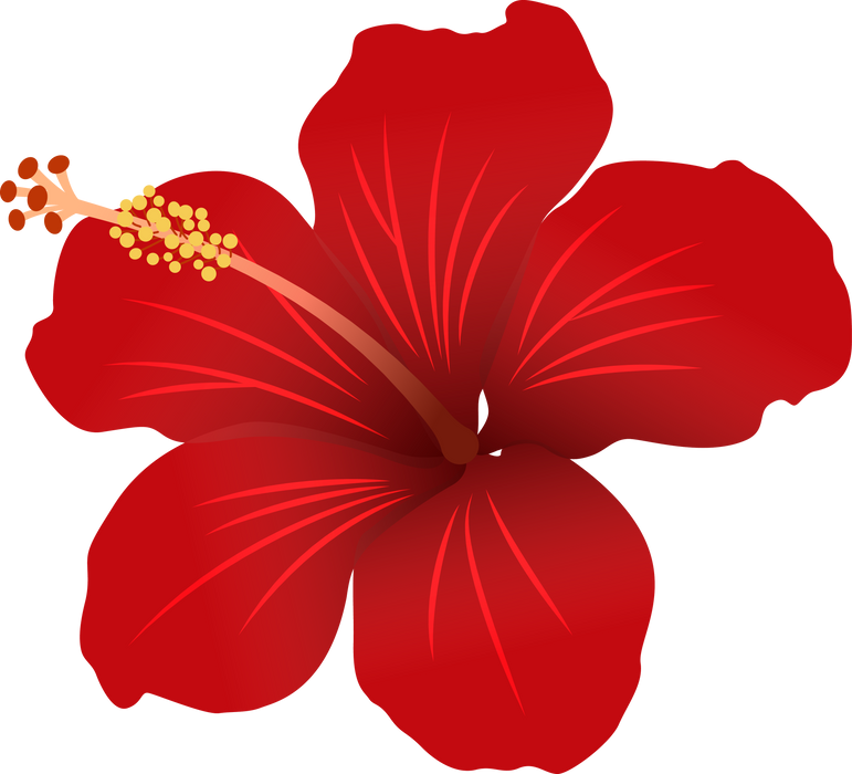 Hibiscus flower illustration