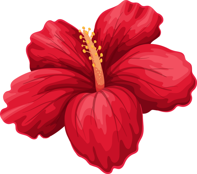 Hibiscus, tropical flower